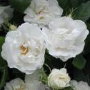 Rosensorte