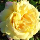 Rosensorte