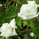 Rosensorte