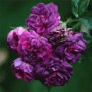 Rosensorte
