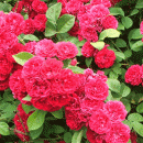 Rosensorte