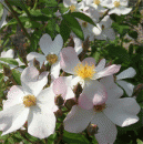 Rosensorte