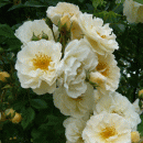 Rosensorte