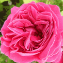 Rosensorte