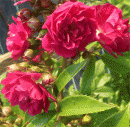 Rosensorte