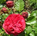 Rosensorte