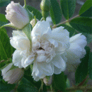 Rosensorte
