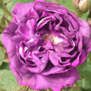 Rosensorte