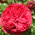 Rosensorte