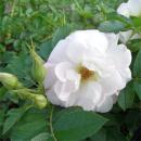 Rosensorte