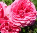 Rosensorte