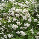 Rosensorte