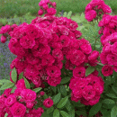 Rosensorte
