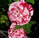 Rosensorte