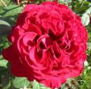 Rosensorte