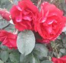 Rosensorte