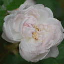 Rosensorte