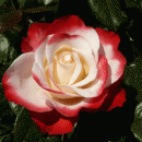 Rosensorte