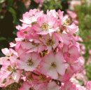Rosensorte