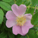 Rosensorte