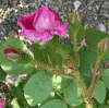 Rosensorte