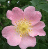 Rosensorte