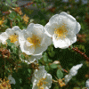 Rosa pimpinellifolia