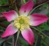 Rosa Glauca (Hechtrose)