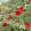 Rosa moyesii "Geranium"