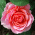Rosensorte