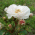 Rosensorte