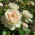 Rosensorte