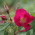 Rosensorte
